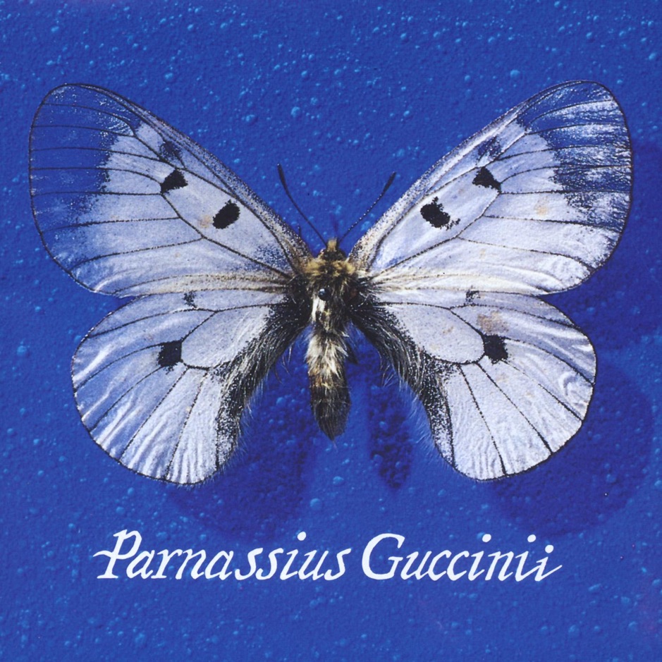 Francesco Guccini - Parnassius Guccini